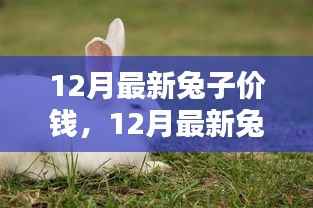 12月最新兔子价格概览及分析,市场走势与影响因素解析
