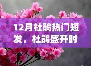 十二月杜鹃盛开之际,短发的心灵之旅与内心平静的冒险