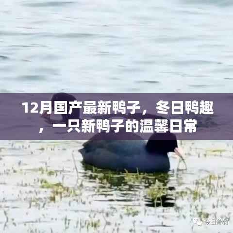 冬日新鸭温馨日常,国产最新鸭子的趣味日常