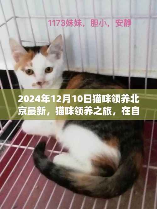 北京最新猫咪领养日探秘,自然怀抱中的心灵宁静之旅