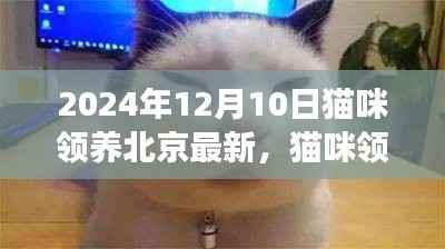 北京最新猫咪领养日探秘,自然怀抱中的心灵宁静之旅