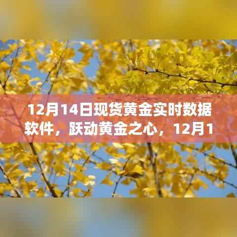 跃动黄金之心,现货黄金实时数据软件的启示与成长之旅