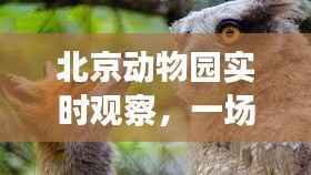 北京动物园,生态与文化交融的盛宴——实时观察下的动物世界(2024年视角)