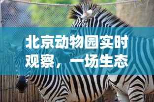 北京动物园,生态与文化交融的盛宴——实时观察下的动物世界(2024年视角)