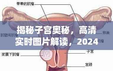 揭秘子宫奥秘,高清实时图片解读与科学洞察(2024年最新)
