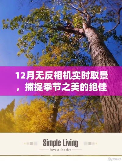12月无反相机,实时取景,捕捉季节之美
