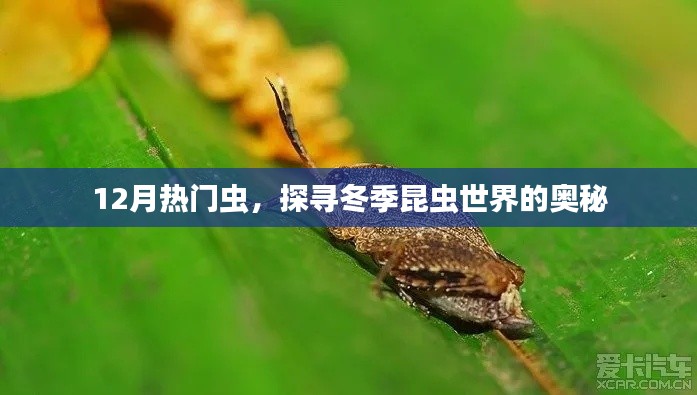 冬季昆虫探秘,揭秘十二月热门虫奥秘