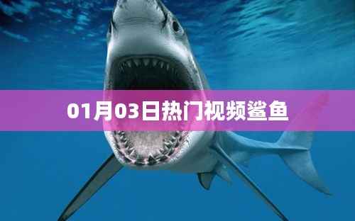 热门视频揭秘,鲨鱼世界探秘之旅(最新更新)