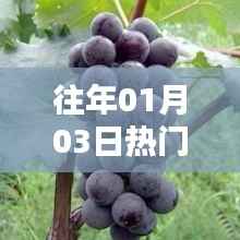 葡萄历年元旦后热门风采揭秘
