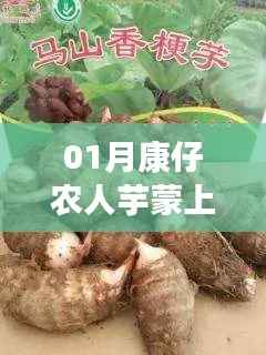 康仔农芋蒙火爆一月,热门乡村美食揭秘