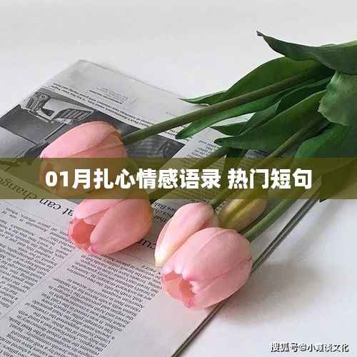 精选扎心情感语录,热门短句触动心灵瞬间