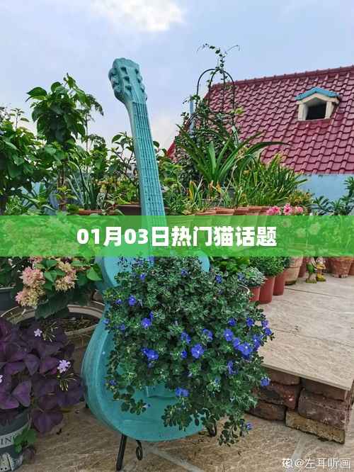 猫话题热议,一月三日最新动态