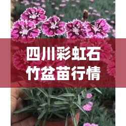 天生丽质 第3页