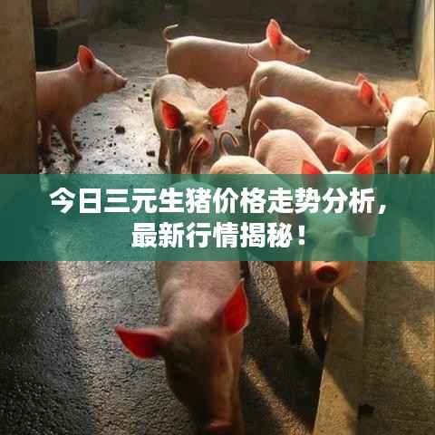 今日三元生猪价格走势分析,最新行情揭秘!