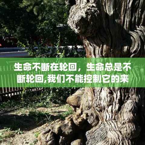 生命不断在轮回,生命总是不断轮回,我们不能控制它的来去