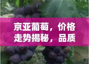 京亚葡萄,价格走势揭秘,品质考量与选购指南