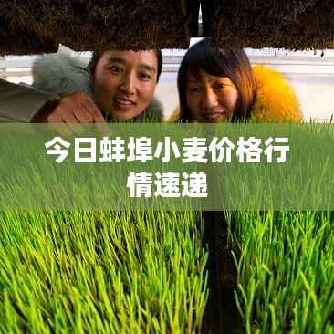 今日蚌埠小麦价格行情速递