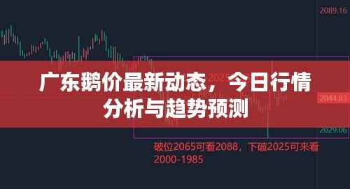 广东鹅价最新动态,今日行情分析与趋势预测