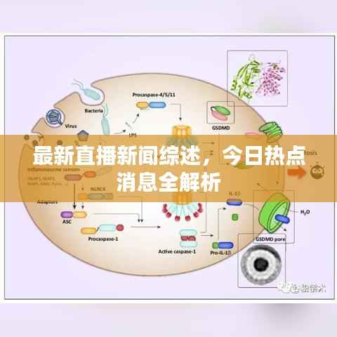 最新直播新闻综述,今日热点消息全解析