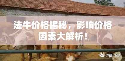 法牛价格揭秘,影响价格因素大解析!