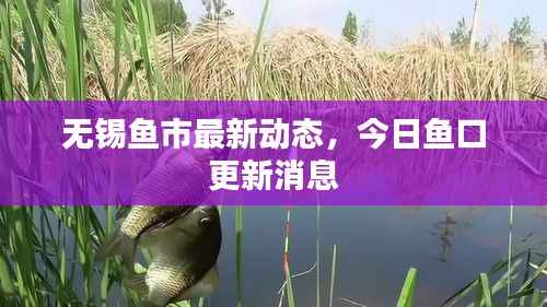 无锡鱼市最新动态,今日鱼口更新消息