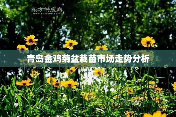 青岛金鸡菊盆栽苗市场走势分析