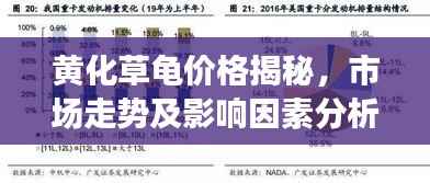 黄化草龟价格揭秘,市场走势及影响因素分析