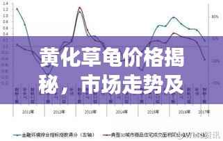 黄化草龟价格揭秘,市场走势及影响因素分析
