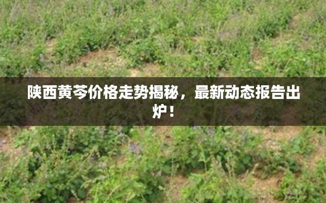 陕西黄芩价格走势揭秘,最新动态报告出炉!