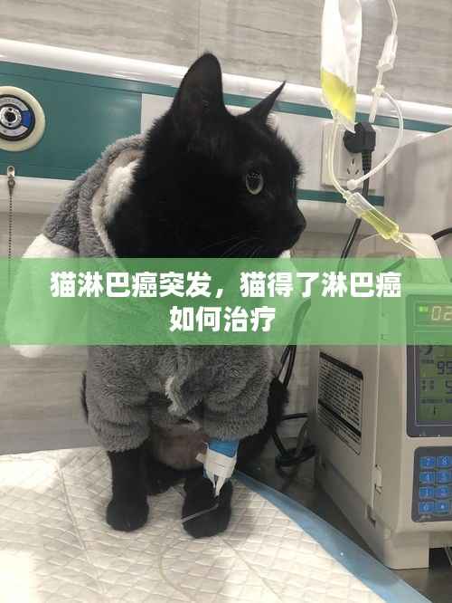 猫淋巴癌突发,猫得了淋巴癌如何治疗