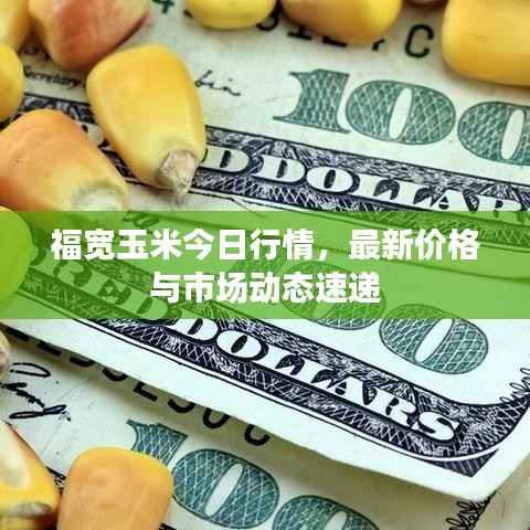 福宽玉米今日行情,最新价格与市场动态速递