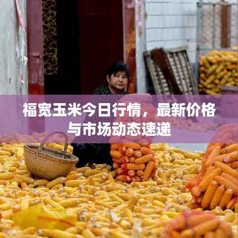 福宽玉米今日行情,最新价格与市场动态速递
