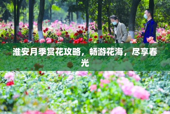 淮安月季赏花攻略,畅游花海,尽享春光