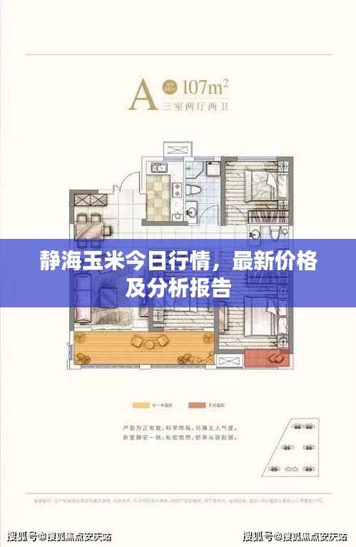 静海玉米今日行情,最新价格及分析报告