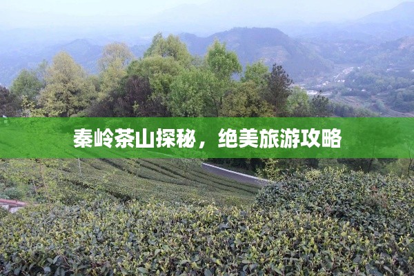 秦岭茶山探秘,绝美旅游攻略