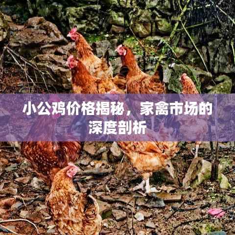 小公鸡价格揭秘,家禽市场的深度剖析