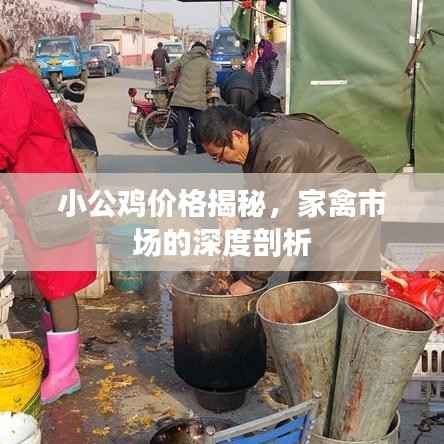 小公鸡价格揭秘,家禽市场的深度剖析