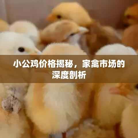 小公鸡价格揭秘,家禽市场的深度剖析