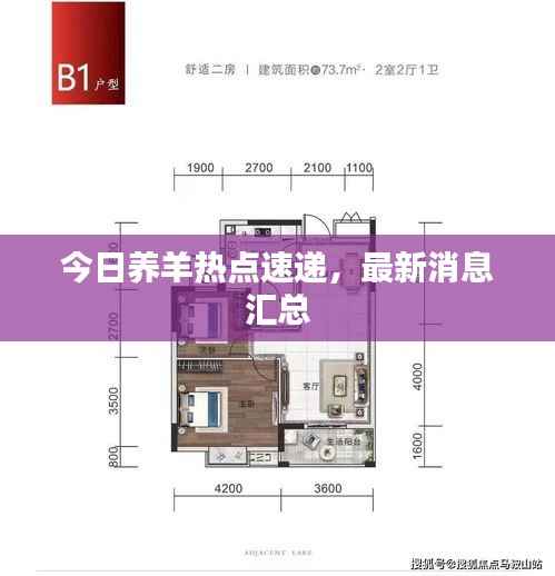 今日养羊热点速递,最新消息汇总