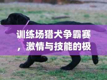 训练场猎犬争霸赛，激情与技能的极致碰撞