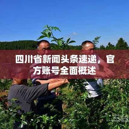 四川省新闻头条速递,官方账号全面概述