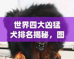 世界四大凶猛犬排名揭秘,图片大放送,特点一网打尽