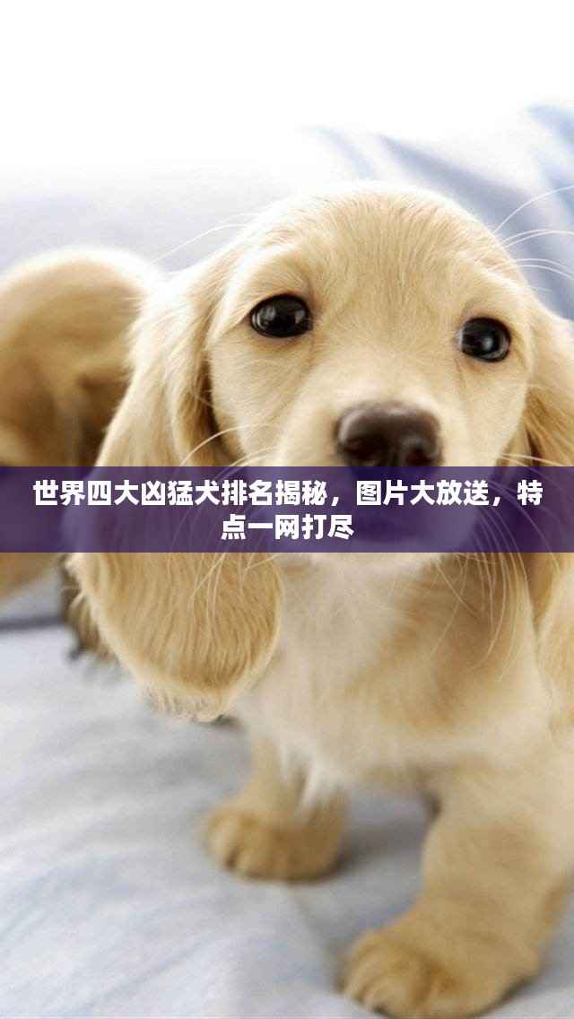 世界四大凶猛犬排名揭秘,图片大放送,特点一网打尽