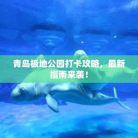 青岛极地公园打卡攻略,最新指南来袭!