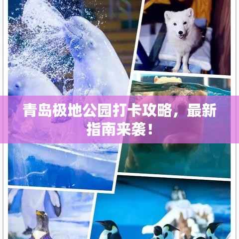 青岛极地公园打卡攻略,最新指南来袭!