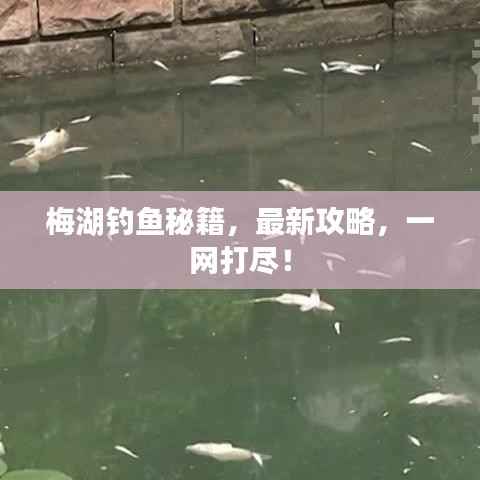 梅湖钓鱼秘籍,最新攻略,一网打尽!