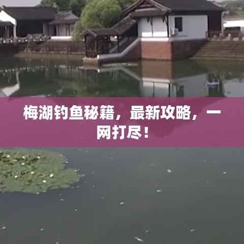梅湖钓鱼秘籍,最新攻略,一网打尽!