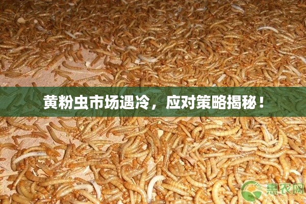 黄粉虫市场遇冷，应对策略揭秘！