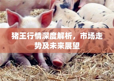 猪王行情深度解析,市场走势及未来展望