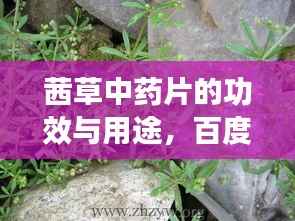 茜草中药片的功效与用途,百度权威收录,不容错过!